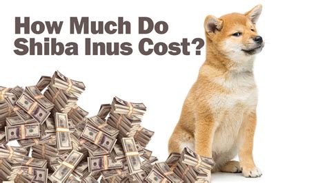 dbibyu|Don't Buy Inu Price History .